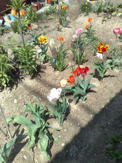  - B FLORI 2013 in gradina