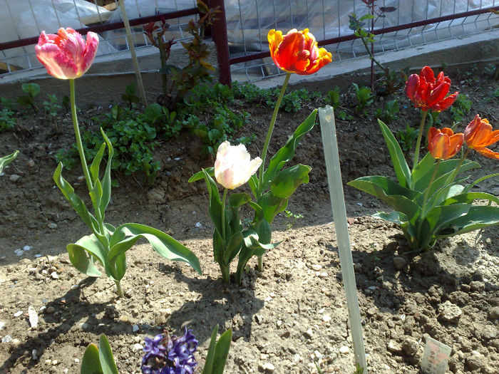  - B FLORI 2013 in gradina