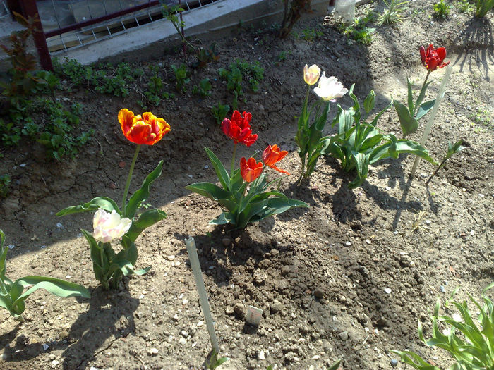  - B FLORI 2013 in gradina