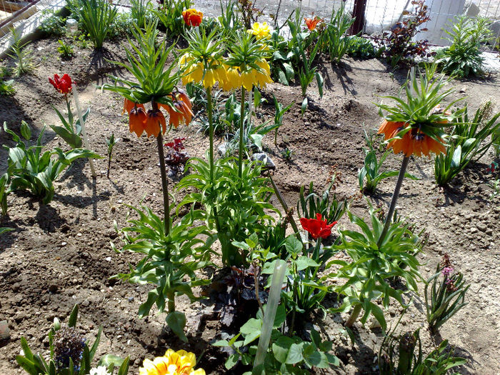  - B FLORI 2013 in gradina