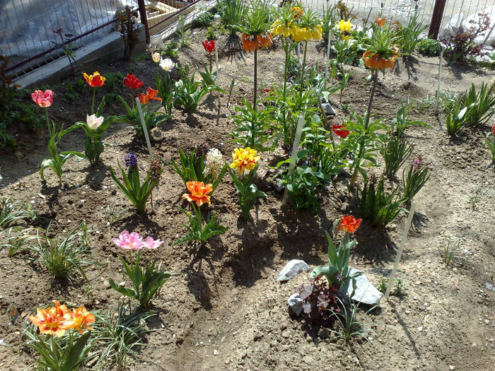  - B FLORI 2013 in gradina