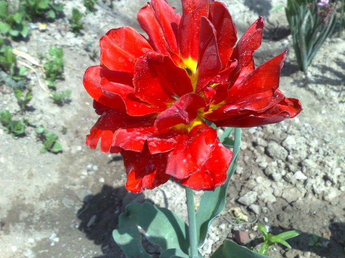  - B FLORI 2013 in gradina