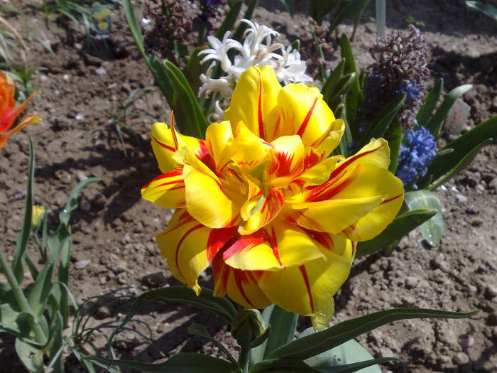  - B FLORI 2013 in gradina