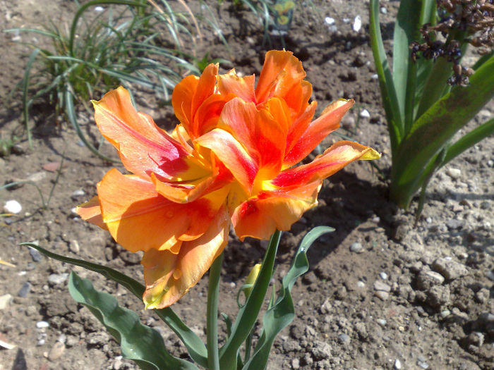  - B FLORI 2013 in gradina