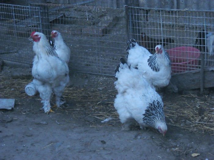 photos.. 310 - Brahma herminat deschis