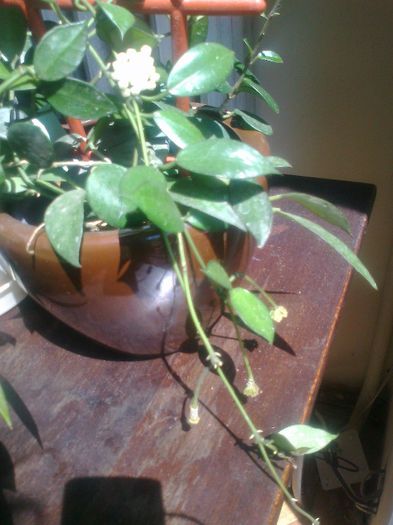 nummularoides - 0 colectie hoya 2013