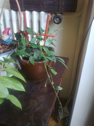 nummularoides - 0 colectie hoya 2013