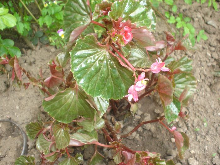 begonia