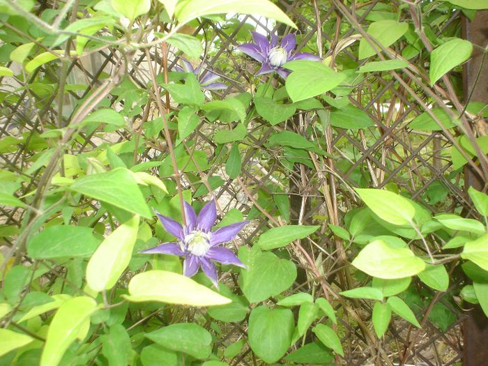 clematis - 05 LUNA MAI 2013