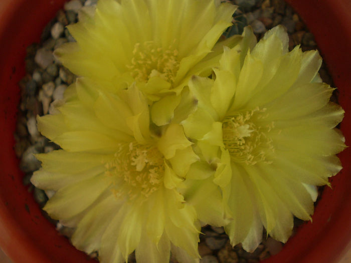 Gymnocalycium andreae - Gymno 2013