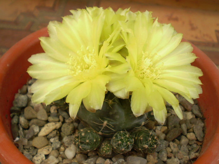 Gymnocalycium andreae
