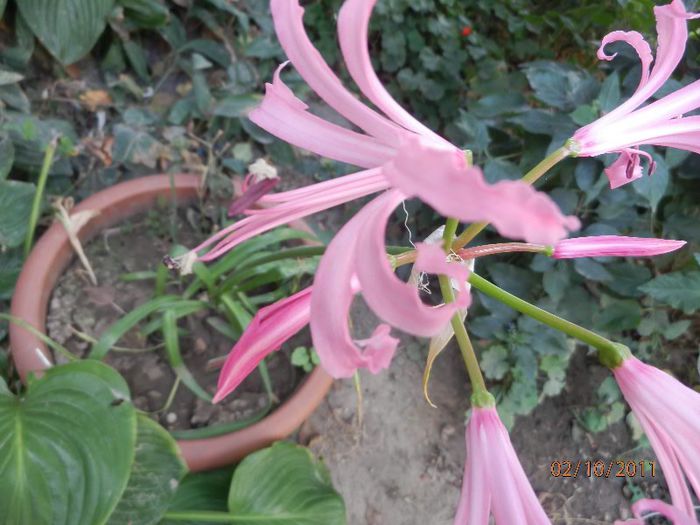 PA020235 - Crin de Guernesey-Nerine bowdenii