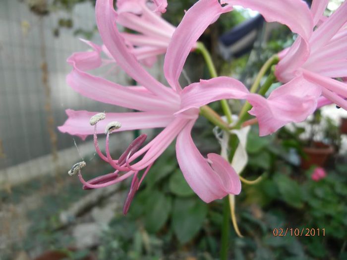 PA020234 - Crin de Guernesey-Nerine bowdenii