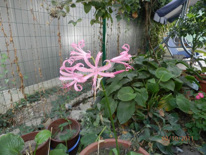 PA020233 - Crin de Guernesey-Nerine bowdenii