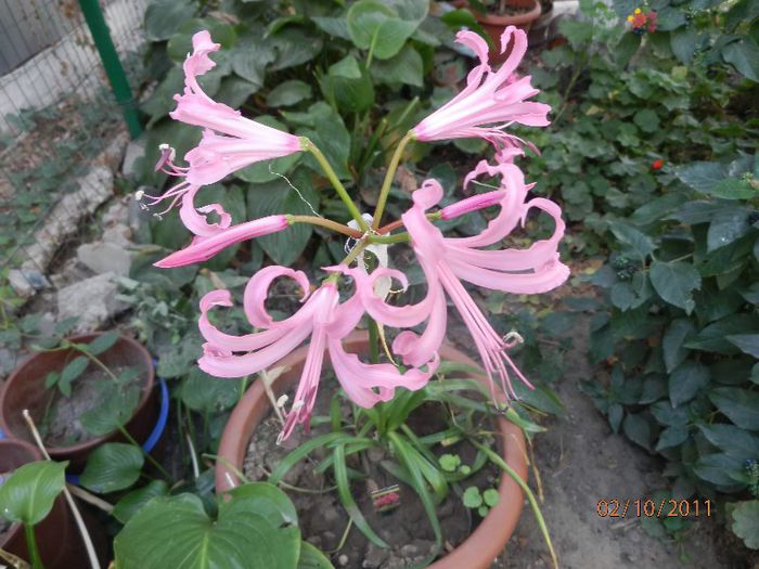 PA020232 - Crin de Guernesey-Nerine bowdenii