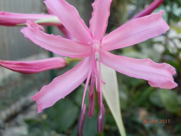 P9260218 - Crin de Guernesey-Nerine bowdenii