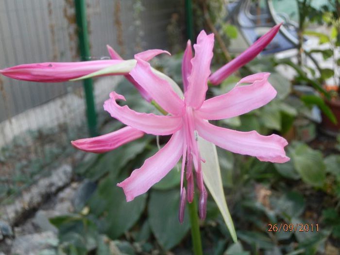 P9260217 - Crin de Guernesey-Nerine bowdenii