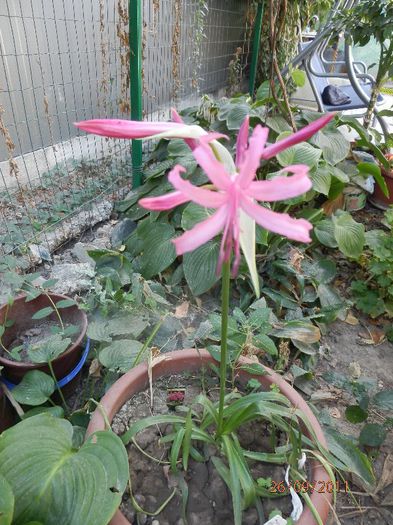 P9260216 - Crin de Guernesey-Nerine bowdenii