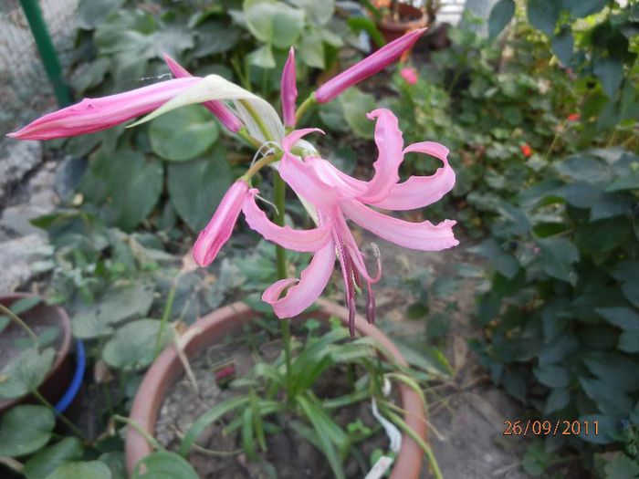 P9260215 - Crin de Guernesey-Nerine bowdenii