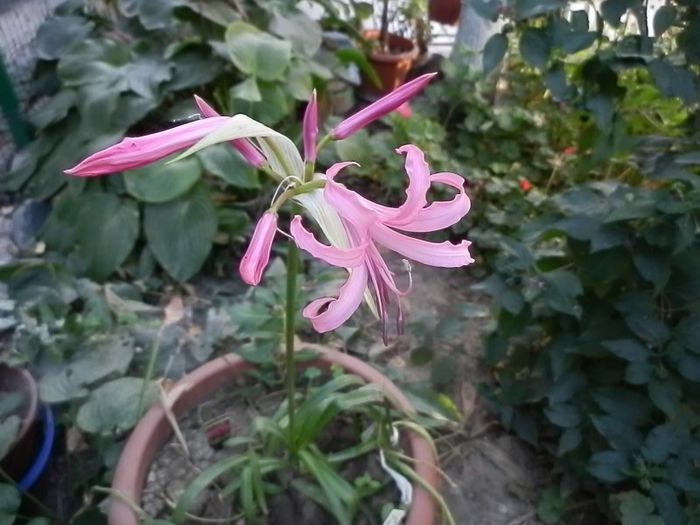 P9260213 - Crin de Guernesey-Nerine bowdenii