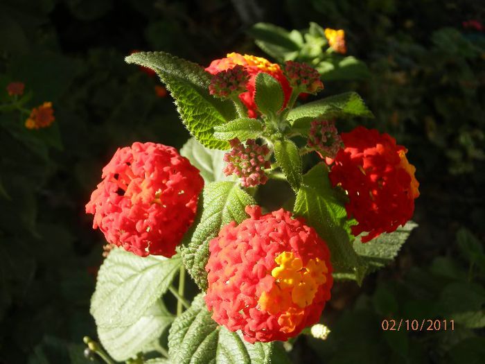 PA020246 - Lantana