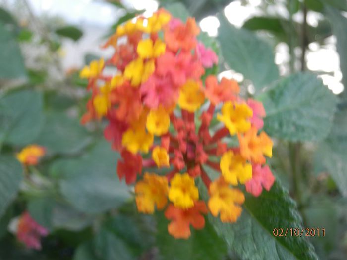 PA020243 - Lantana