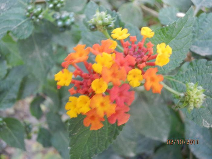 PA020242 - Lantana