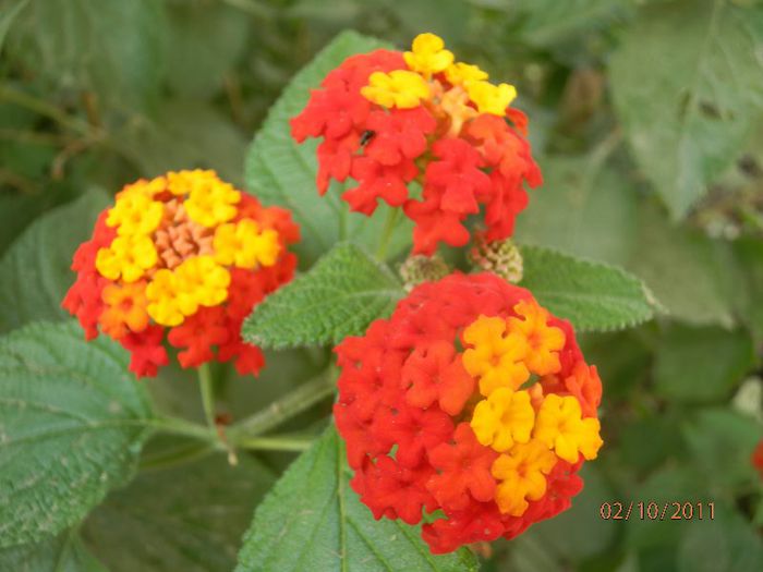 PA020241 - Lantana