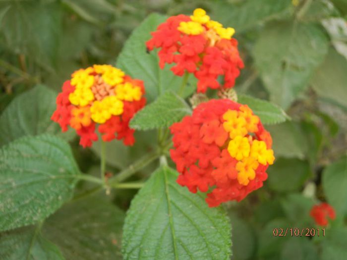 PA020240 - Lantana