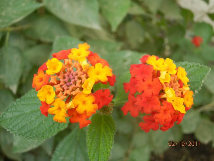 PA020239 - Lantana