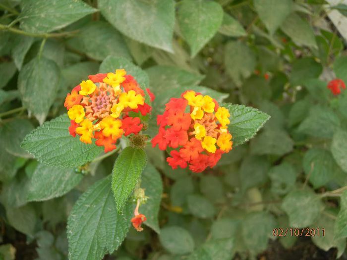 PA020238 - Lantana