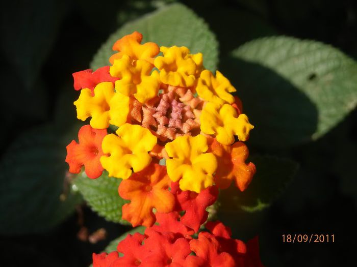 P9180079 - Lantana