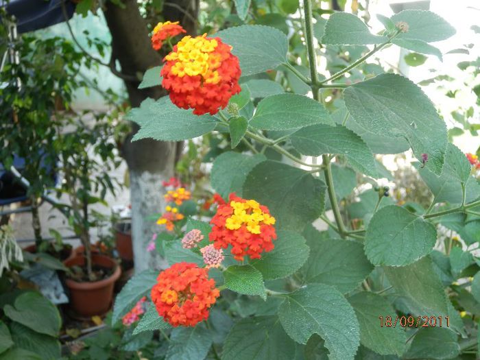 P9180071 - Lantana