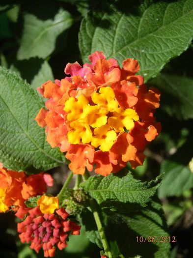 P6101052 - Lantana