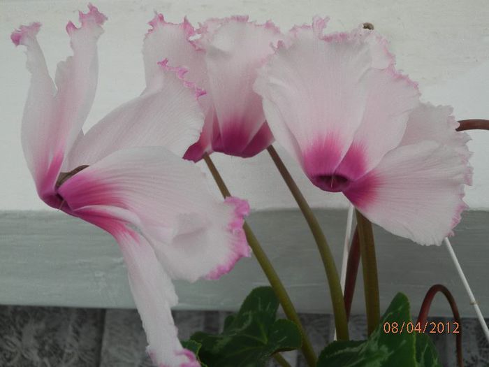 P4080636 - Cyclamen