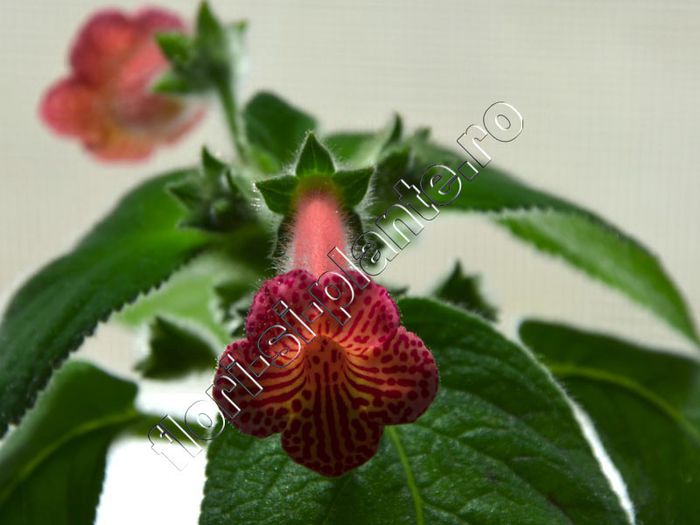 Kohleria Peridot s Mango Martini - KOHLERIA II