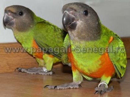 papagali senegal 1