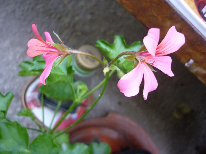 curgatoare - Muscata - Pelargonium