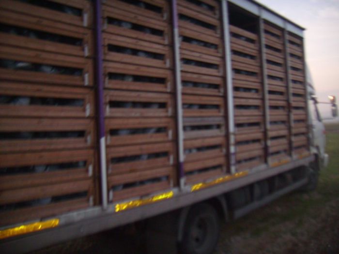 delegat la lansarea porumbeilor harghita 021