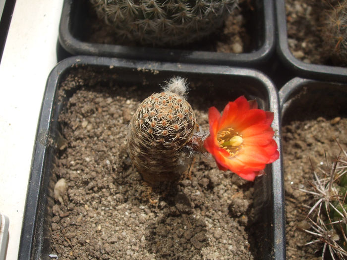 Mediolobivia Haagei - cactusi infloriti 2013