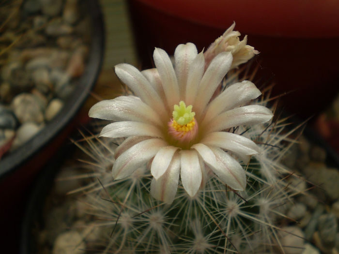 Escobaria zilziana - Escobaria 2013