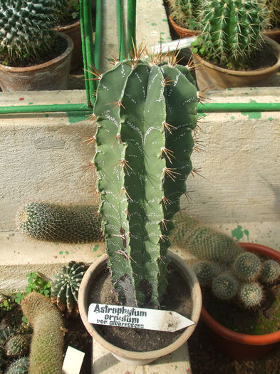 DSCF4997 - Cactusi Gradina botanica