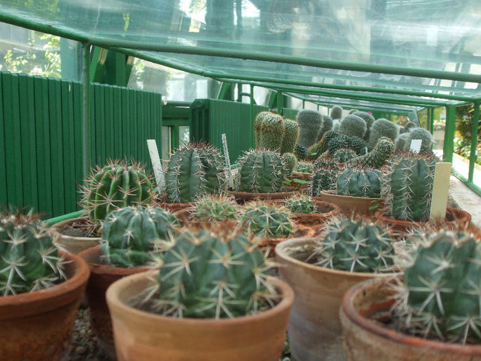 DSCF4992 - Cactusi Gradina botanica