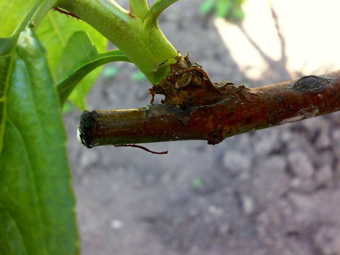 piersic - Ab_ altoiri 2013 -evolutii-probleme