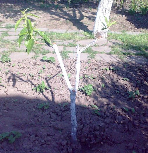 piersic ansamblu - Ab_ altoiri 2013 -evolutii-probleme