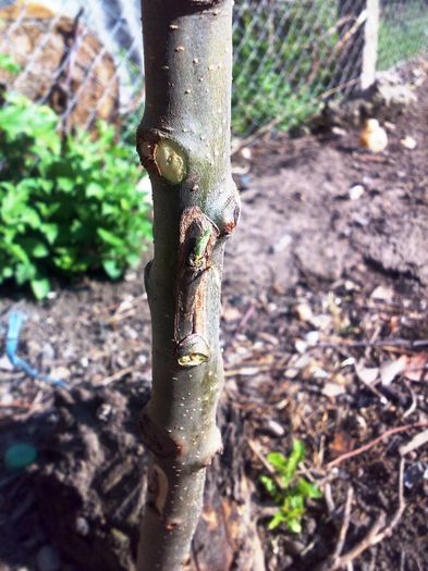 Acelasi mar - simplificata - Ab_ altoiri 2013 -evolutii-probleme