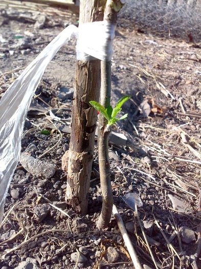 alt mar simplificat - Ab_ altoiri 2013 -evolutii-probleme