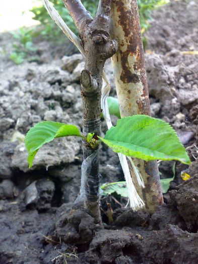 cires in visin - simplificat - Ab_ altoiri 2013 -evolutii-probleme