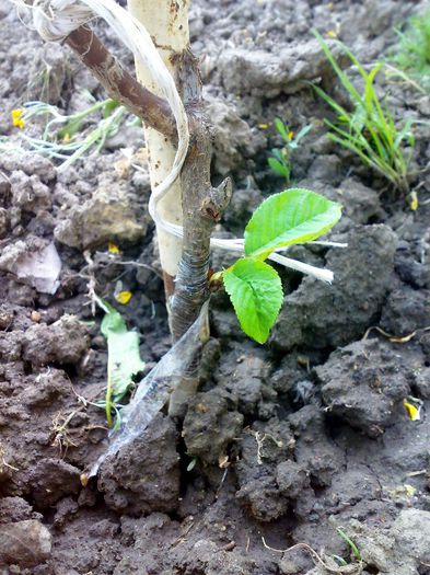 acelasi cires, sper sa dezvote - Ab_ altoiri 2013 -evolutii-probleme