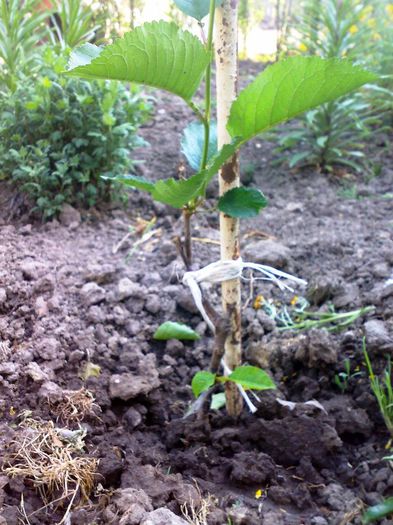 ansamblu portul de visin - Ab_ altoiri 2013 -evolutii-probleme